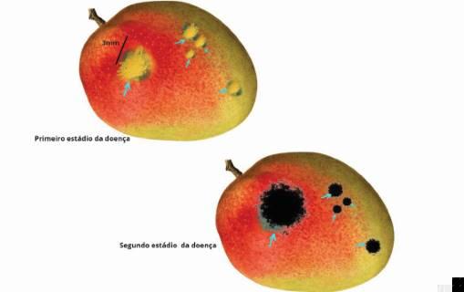 Danos severos de mancha-alvo em plantação de algodão, com folhas amareladas e queda prematura