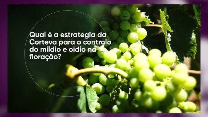Danos avançados de míldio em vinhedo de uva Niágara e necessidade de prevenção