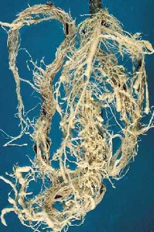 Raízes de soja com galhas causadas por nematoides e como a cobertura vegetal previne