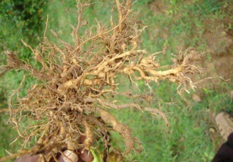 Exemplo de campo com nematoides das galhas suprimidos por plantas de cobertura como crotalária