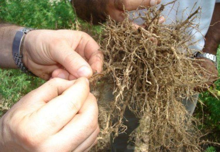 Como usar crotalária como planta de cobertura para supressão de nematoides das galhas em soja?