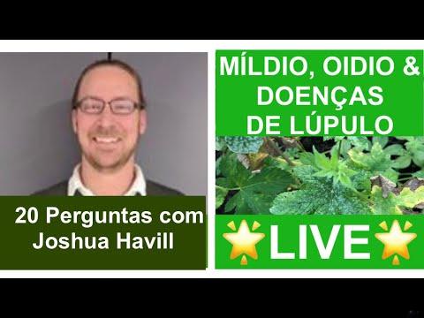 Progressão do oídio em cachos de uva em videiras infectadas