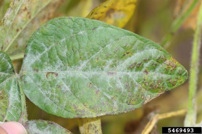 Danos avançados do oídio em videiras com frutos deformados