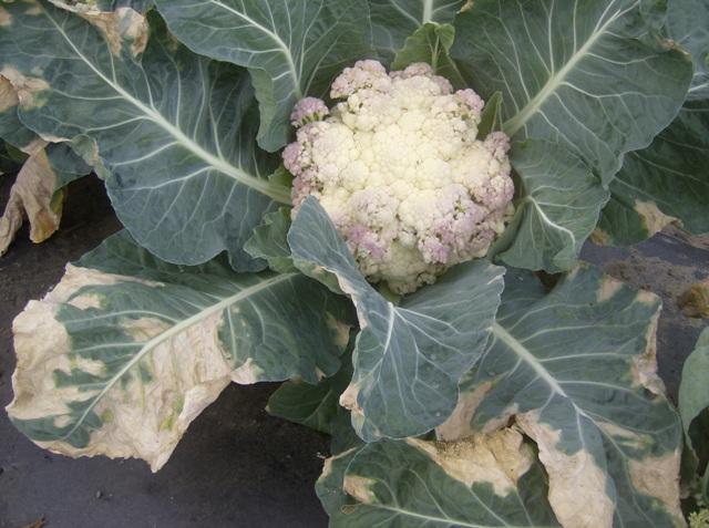 Como Prevenir Podridão de Colo em Mudas de Eucalipto com Substrato Esterilizado e Drenagem Adequada