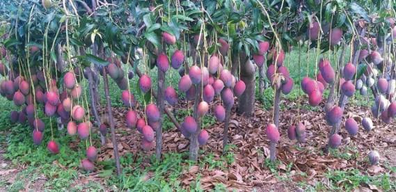 Por Que Frutas Cítricas Apresentam Mofo Verde Durante o Transporte e Como Prevenir com Tratamentos Pós-Colheita
