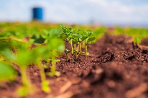 Processo de solarização do solo para controle de patógenos como Fusarium em cultivo de tomate