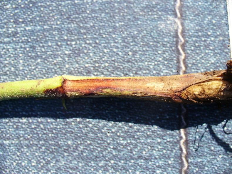 Exemplo de rotação de culturas em campo de tomateiro para prevenir murcha de Fusarium