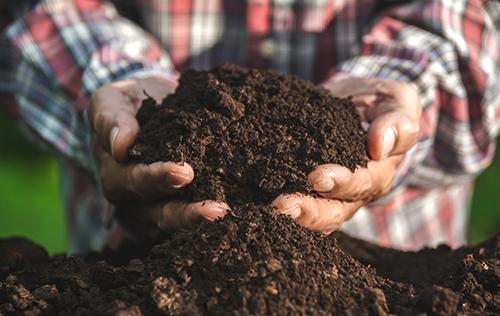 Prevenção da Murcha de Fusarium em Tomateiro: Rotação de Culturas e Solarização do Solo