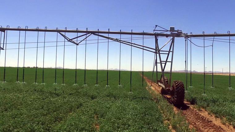 Espaçamento Correto entre Fileiras de Alface para Evitar Sombreamento