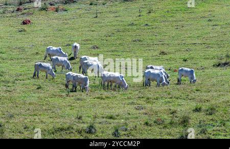 Aplicação de suplemento mineral em cochos para gado de corte durante engorda