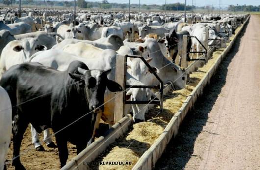 Gado de corte saudável após suplementação mineral na fase de engorda intensiva