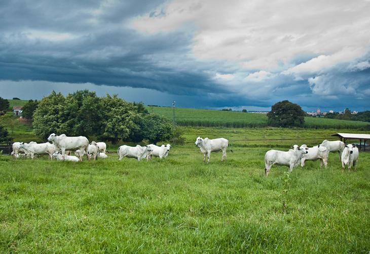 Manejo rotacionado em pastagem degradada para aumentar produtividade do gado