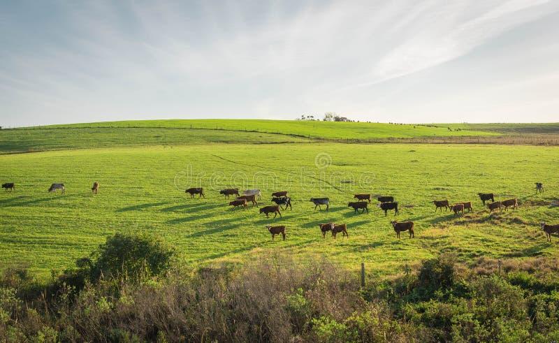 Recuperar Pastagem Degradada: Correção de Solo e Manejo Rotacionado