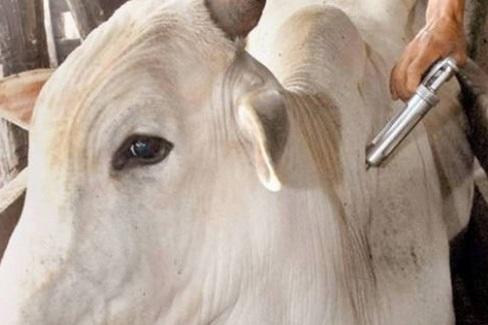 Protocolo de Vermifugação Eficaz para Bovinos Leiteiros Após o Parto