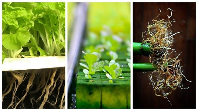 Preparação prática da solução nutritiva balanceada para alface hidropônica