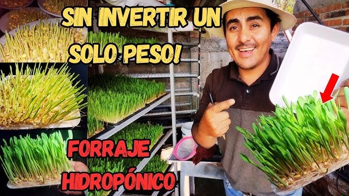 Close-up de alface hidropônica com caule alongado por espigamento precoce