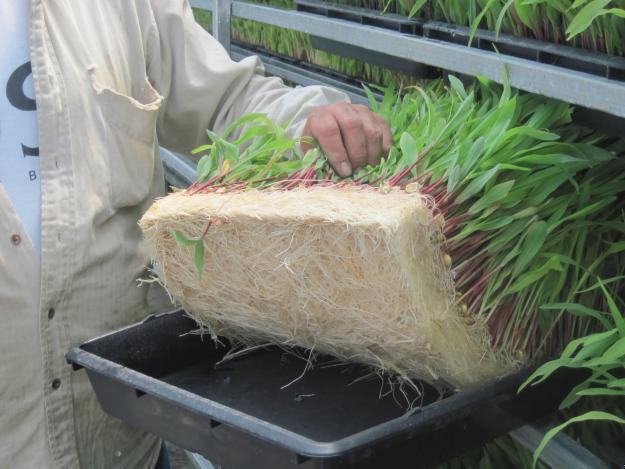 Por que a Alface Está Espigando Antes da Hora na Hidroponia?