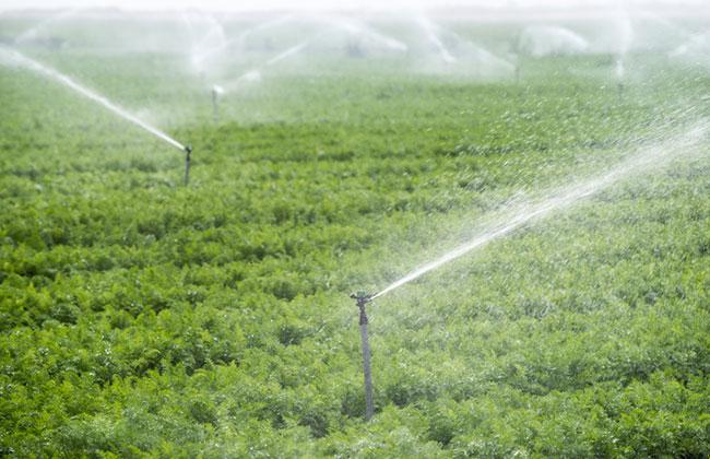 Exemplo de posicionamento otimizado de aspersores em cafezal inclinado para controle de erosão