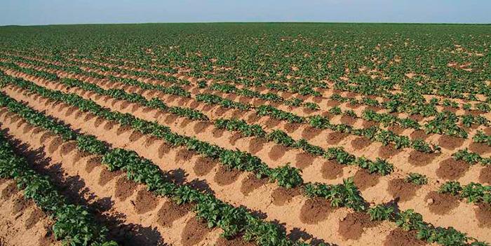 Instalação de irrigação por gotejo enterrado em solo de pomar de citros para controle de evaporação e retenção de umidade