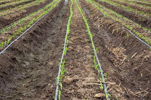 Exemplo de linha de gotejo longa com válvulas de alívio instaladas para prevenir danos por golpe de aríete em sistemas agrícolas
