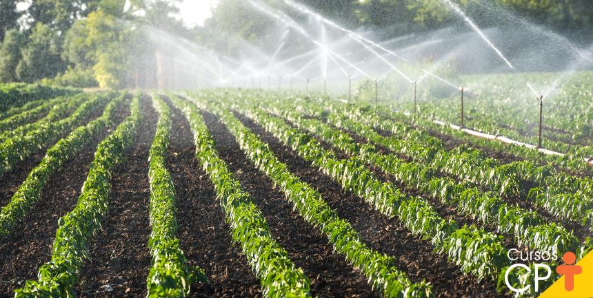 Sistema de irrigação por pivô em campo de trigo otimizando enchimento de grãos e peso hectolitro