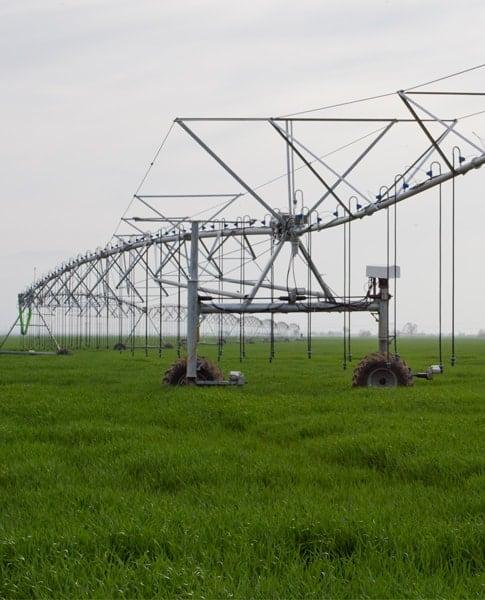 Programação de Pivô Central: Estratégias para Reduzir Lixiviação de Nitrogênio no Milho