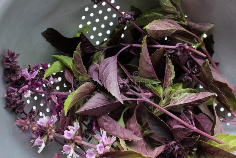 Exemplo de fotoperíodo controlado em estufa para cultivo de manjericão com luz LED