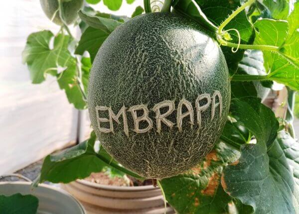 Sistema NFT para melão com recirculação de solução nutritiva