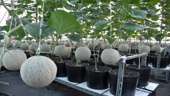 Frutos de melão em cultivo hidropônico NFT otimizado