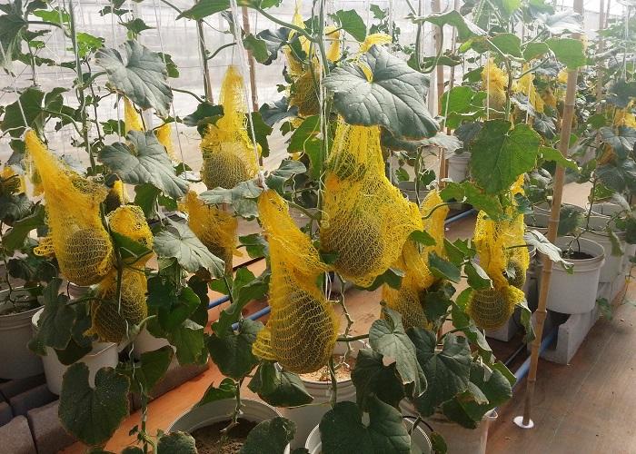 Como cultivar Melão Hidropônico. Técnicas de Manejo de Água e Nutrientes