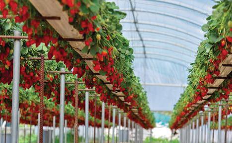 Sistema Hidropônico para Morango: Bancada Vertical ou Calhas Horizontais?