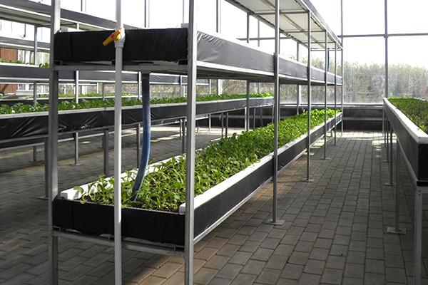 Exemplo de colheita em sistemas hidropônicos NFT e DFT para otimização de produtividade rural