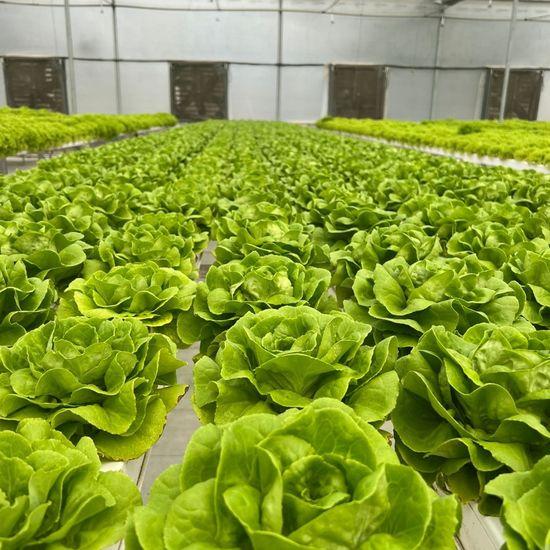 Drenagem e limpeza de canais no sistema NFT durante reposição de solução nutritiva