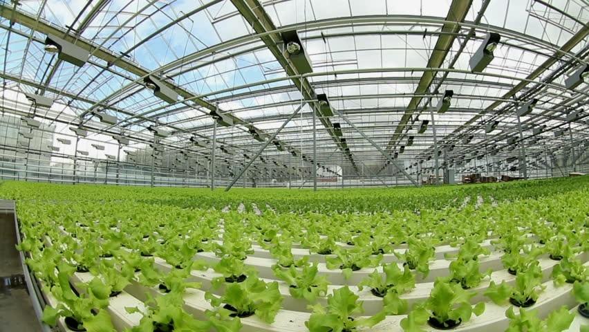 Mistura de nova solução nutritiva para reposição em cultivo hidropônico NFT