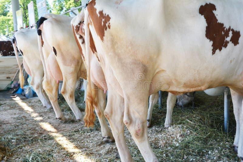 Foto da Ordenhadeira OVP 2000 em uso no curral