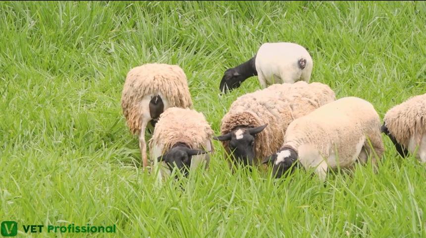 Como Balancear a Dieta de Ovelhas na Lactação para Maior Produção de Leite