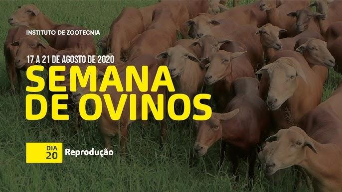 Protocolos hormonais para sincronização de cio em rebanhos ovinos na monta estacionária