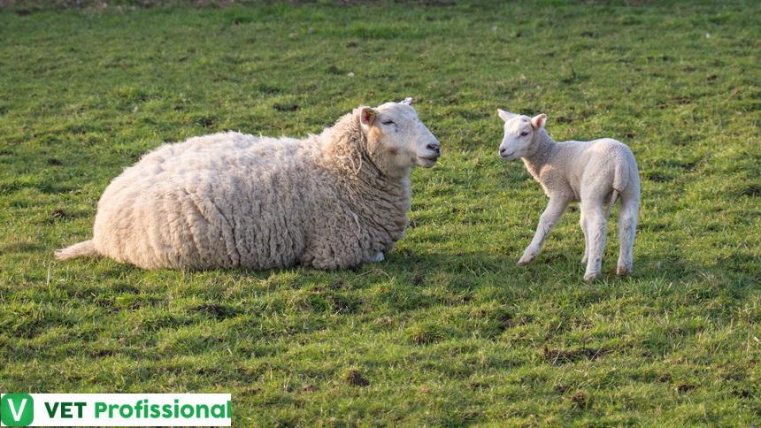 Exemplos de manejo de ovinos durante sincronização de cio para monta controlada