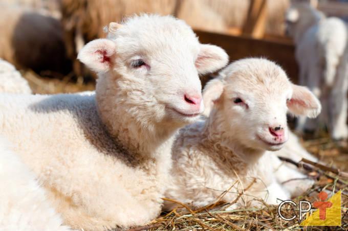 Melhores Técnicas de Sincronização de Cio em Ovinos para Monta Estacionária