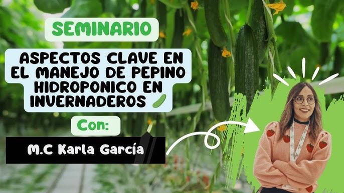 Manejo de poda de condução em pepino hidropônico: frutos uniformes após guiamento vertical