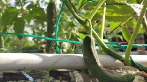 Como Induzir e Manter a Floração do Morango em Cultivo Semi-Hidropônico