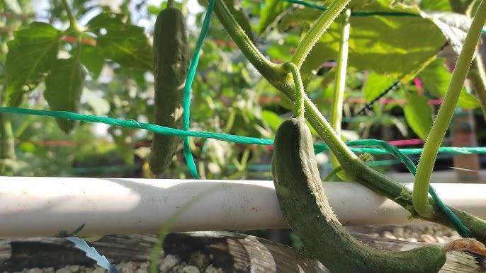 Poda de Condução e Folhas no Pepino Hidropônico: Manejo para Controlar Custos e Doenças