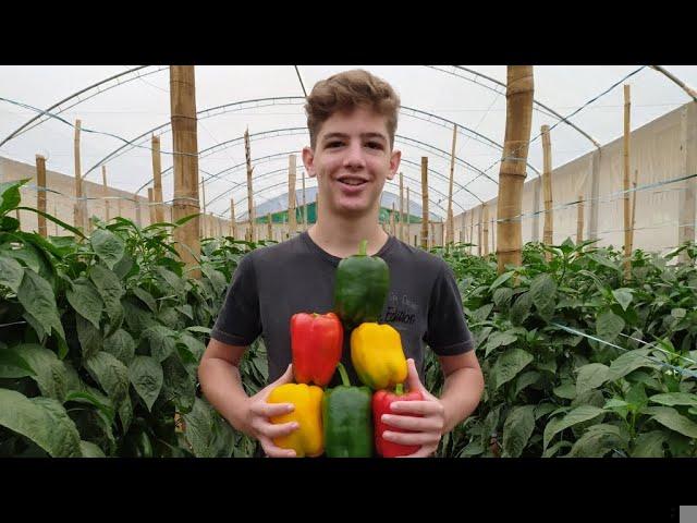 Como Controlar a Temperatura da Solução Nutritiva para Pimentão no Verão Hidropônico