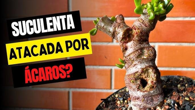 Danos causados por ácaro rajado em frutos de pepino sob monitoramento
