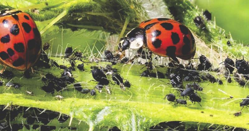 Efeitos do controle biológico com Trichogramma na produtividade da soja