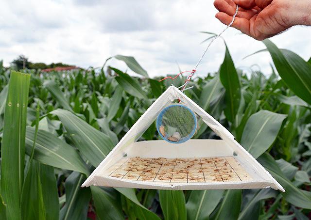 Onde Adquirir Trichogramma para Controle Biológico de Lagarta-da-Soja em Propriedades Familiares