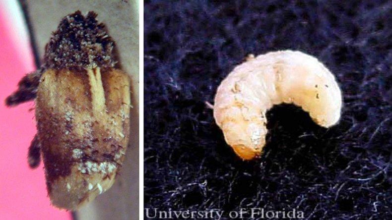 Danos causados pela broca-do-café em frutos de café com perfurações e queda visível