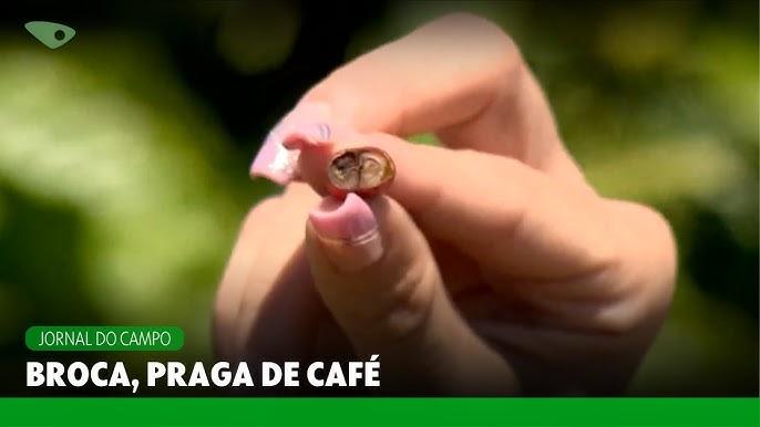 Estratégias de poda em cafezal para controle da broca-do-café e redução de queda de frutos