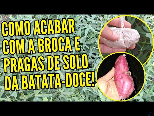 Por que a broca-do-café causa queda prematura de frutos e como interromper seu ciclo com poda estratégica?