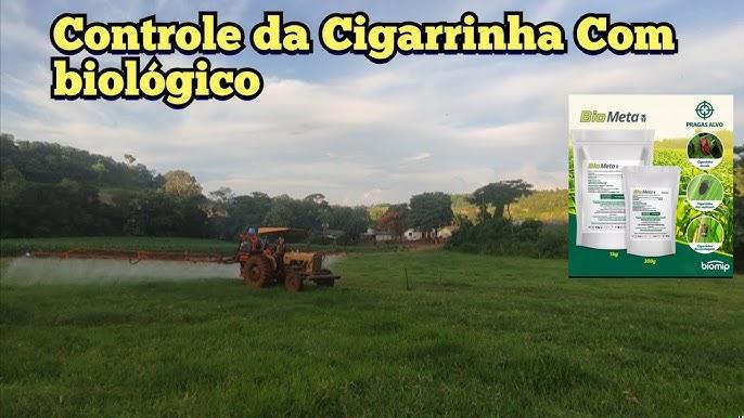 Armadilhas amarelas instaladas em campo de milho para controle de cigarrinha pré-emergência